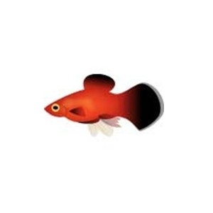 Red Wag Platy